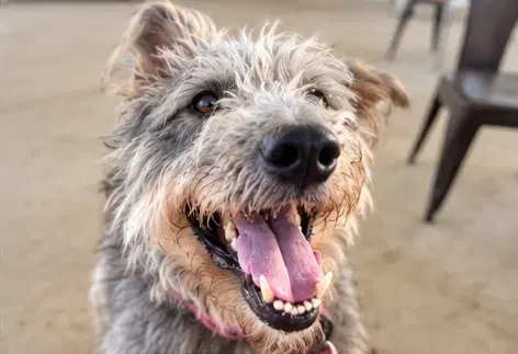 Fufu Soi Dog image 3