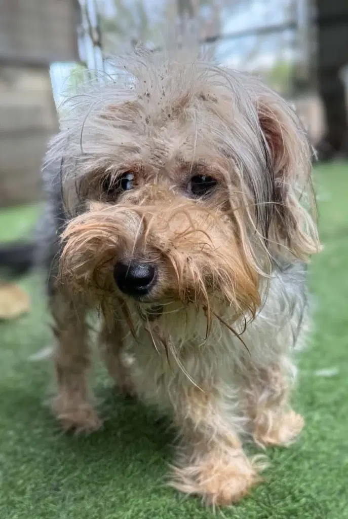Braga - Yorkshire Terrier Yorkie