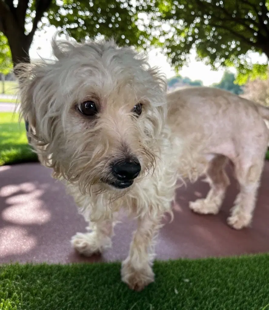 Porto - Maltipoo
