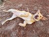 adoptable Dog in panama, FL named BLONDIE