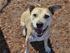 adoptable Dog in panama, FL named BANDIT