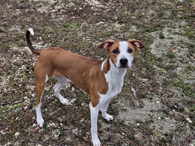 adoptable Dog in Panama City, FL named ZOE