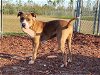 adoptable Dog in panama city, FL named BELLA