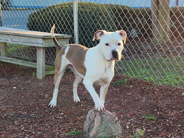 adoptable Dog in Panama City, FL named QUEEN