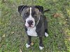 adoptable Dog in panama, FL named BONES