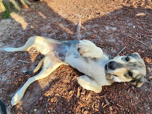 adoptable Dog in Panama City, FL named GRACEE