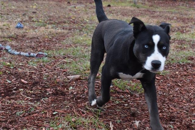 adoptable Dog in Panama City, FL named PANCAKE