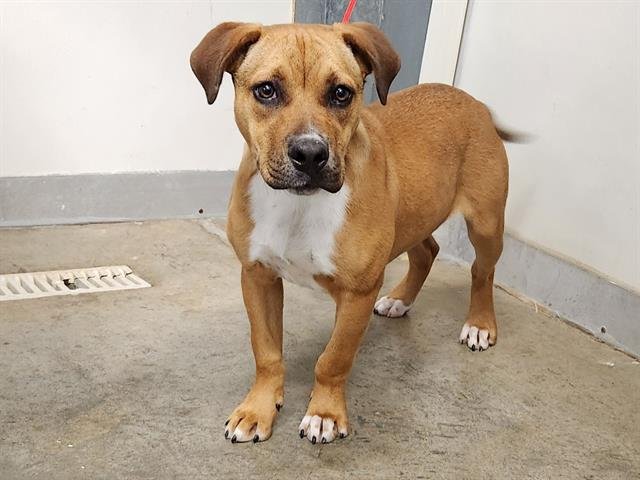 adoptable Dog in Panama City, FL named ROXY