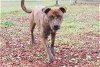 adoptable Dog in panama, FL named SCARLETT