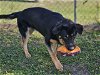 adoptable Dog in panama, FL named SAM