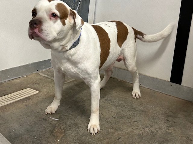 adoptable Dog in Panama City, FL named BEARFOOT
