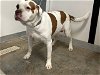 adoptable Dog in panama, FL named BEARFOOT