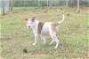 adoptable Dog in panama city, fl, FL named DUSTY