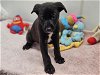 adoptable Dog in panama city, fl, FL named GIDGET