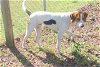 adoptable Dog in panama, FL named WOODY
