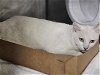 adoptable Cat in panama city, fl, FL named GHOST