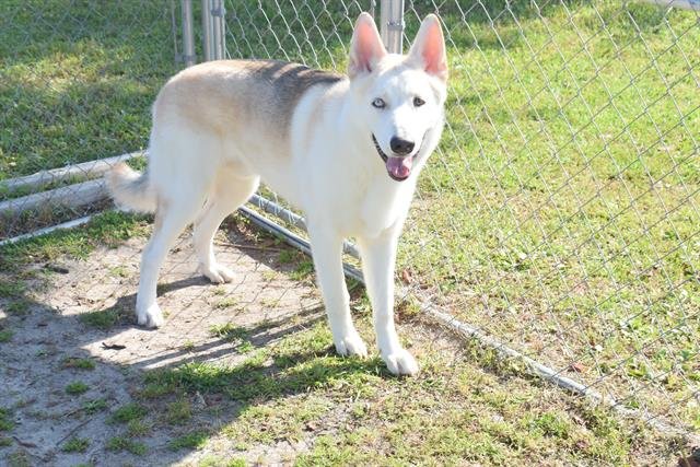 adoptable Dog in Panama City, FL named BUDDY