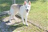 adoptable Dog in panama, FL named BUDDY