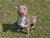 adoptable Dog in panama, FL named KAILANI