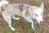 adoptable Dog in panama, FL named LUNA