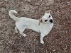 adoptable Dog in panama, FL named HICKORY
