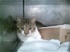 adoptable Cat in panama, FL named GARY