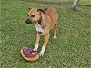 adoptable Dog in panama, FL named MAGNOLIA