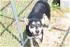 adoptable Dog in panama, FL named RILEY