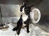 adoptable Cat in panama, FL named BOEING