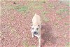 adoptable Dog in panama, FL named ALDI