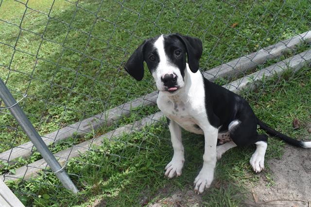 adoptable Dog in Panama City, FL named CHANCE