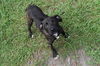 adoptable Dog in Panama City, FL named SCRAPPY