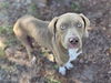 adoptable Dog in Panama City, FL named LITTLE BOY