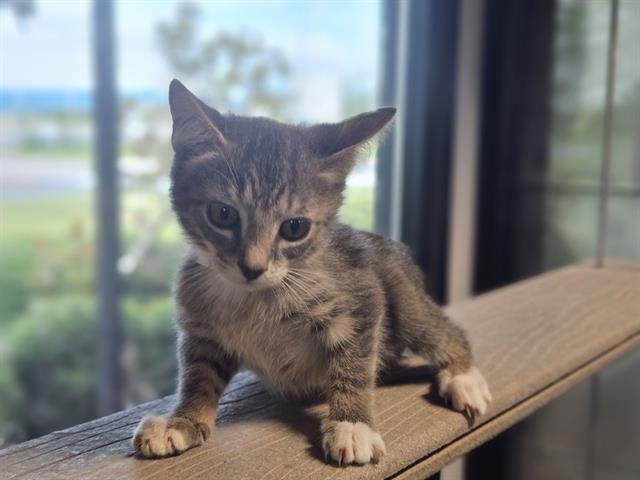 adoptable Cat in Panama City, FL named PAM