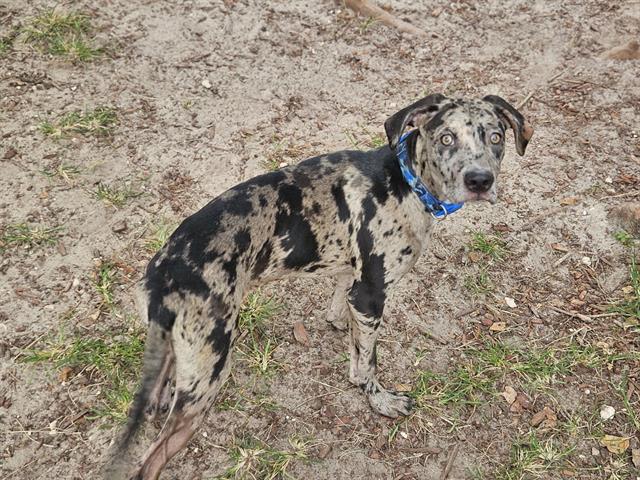 adoptable Dog in Panama City, FL named GUNNER