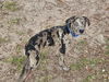 adoptable Dog in Panama City, FL named GUNNER