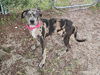 adoptable Dog in Panama City, FL named KYE