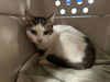 adoptable Cat in Panama City, FL named CAITLIN