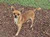 adoptable Dog in , FL named TACO