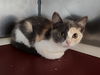 adoptable Cat in , FL named SPUNK