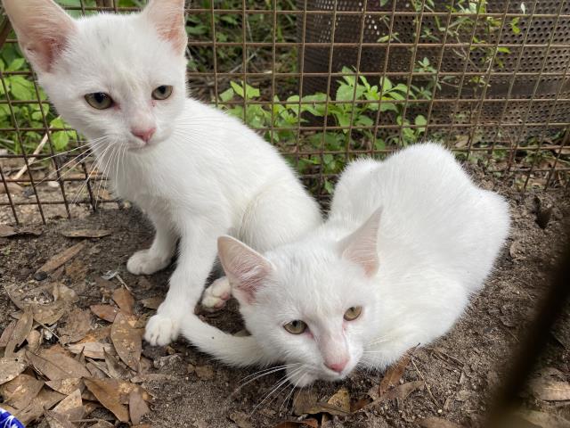 adoptable Cat in Panama City, FL named HOLLY