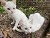 adoptable Cat in , FL named HOLLY