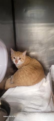 picture of the cat needing adoption