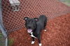 adoptable Dog in Panama City, FL named ROCCO