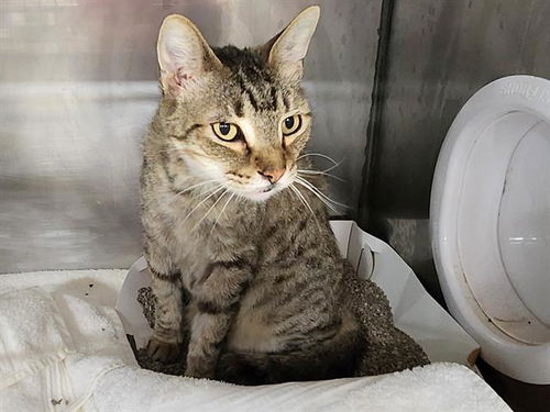 picture of the cat needing adoption
