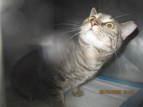 picture of the cat needing adoption