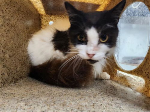 picture of the cat needing adoption