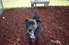 adoptable Dog in  named WILSON