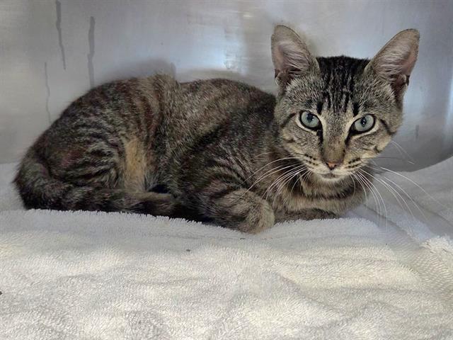 adoptable Cat in Panama City, FL named ACE