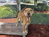 adoptable Dog in , FL named BLAZE